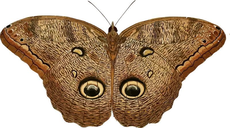 Chirurgie de réassignation / transidentité